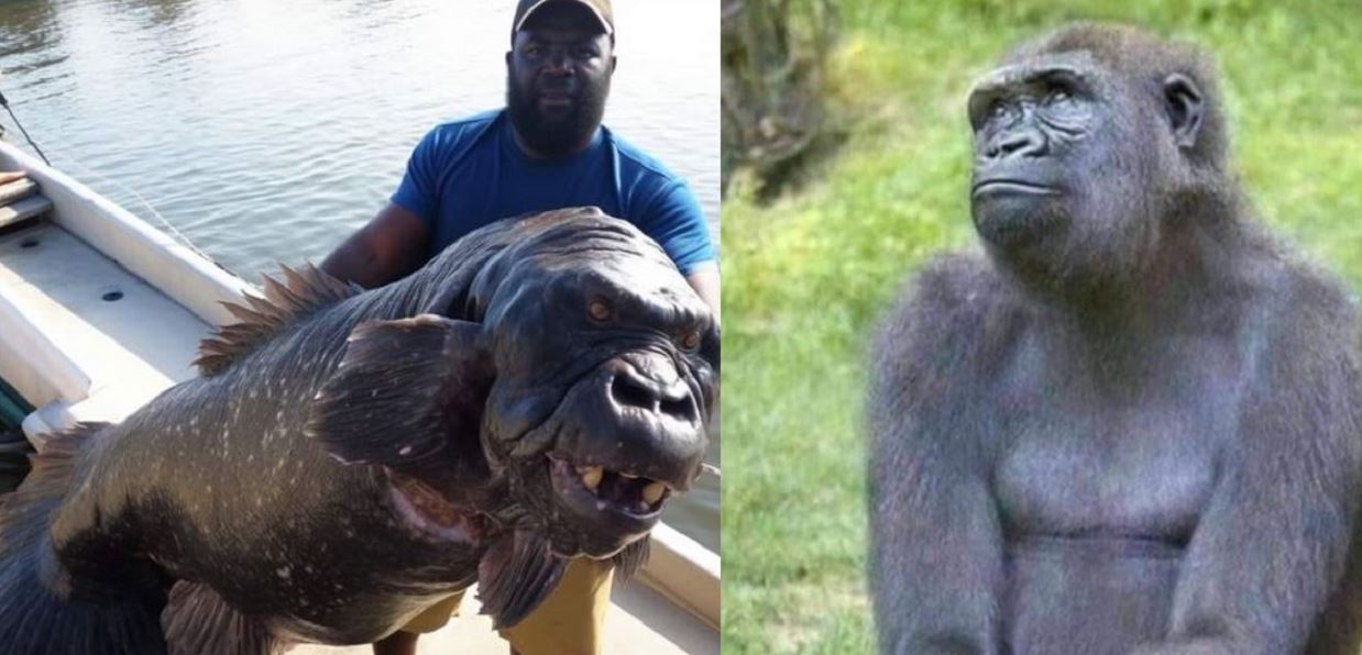 Gorilla Fish