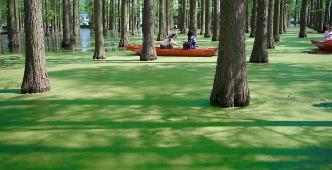 Haoyang Lake Wetland China